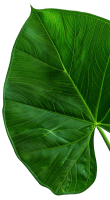 neki.ashrafiagroup.in